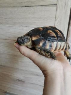 Breitranschildkröte