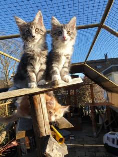 Prächtige Maine Coon Kitten