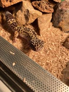Leopardgecko abzugeben