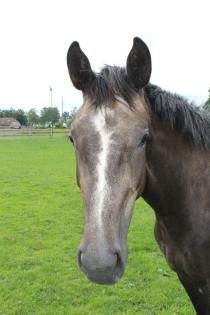 Stute, Pferd, Zweijährige Stute