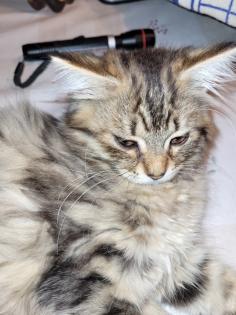 Main coon Mischlinge 4