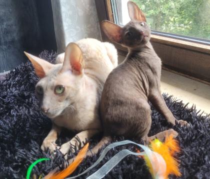 Wunderschönes Cornish Rex Katerchen in chocolate
