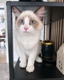 Ragdoll Kater