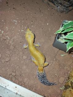 O. 2 Leopardgecko adult