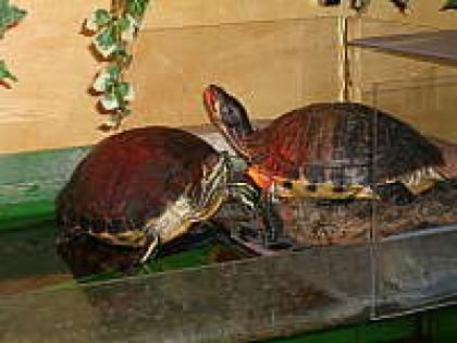 2 Wasserschildkröten Gelbwangen abzugeben