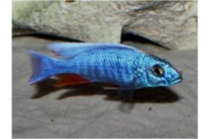 Buntbarsche Junge Sciaenochromis fryeri / blaue ahli abzugeben