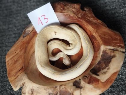 Mehrere Königspythons Regius abzugeben in Soest/Nrw