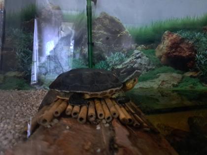 Wasserschildkröte incl Zubehör und Becken