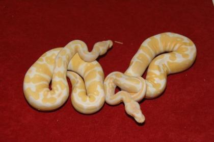 Verkaufe meine 1. 1 Albino KönigsPython Regius
