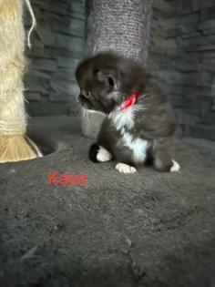4 Maine Coon Kitten Kater