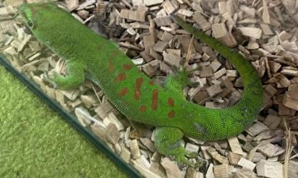 Phelsuma Grandis Männlein