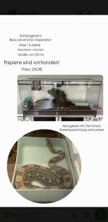 Boa Schlange mit Terrarium