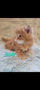 Maine Coon Kitten reinrassig