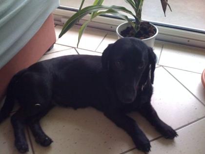 Kleine Süße Hundin sucht ein liebes zuhause