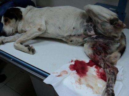 Lilly - sie wurde brutal geschlagen, ein Bein wurde ihr gebrochen