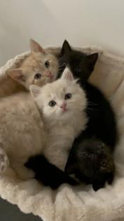 BKH Kitten Babykatzen