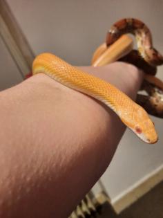2 kornnattern inkl Terrarium und Zubehör