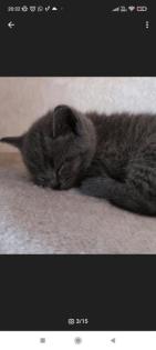 Wunderschöne Bkh kitten suchen neue Dosenöffner