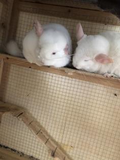 2 Chinchilla Pärchen