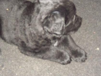 Neufundländer-Schäferhund Welpen