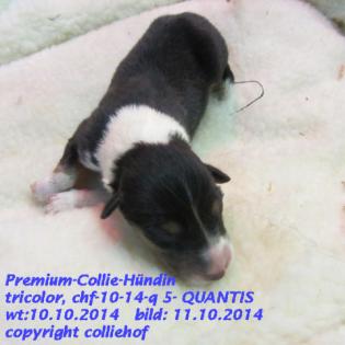 Premiumcolliewelpen US-Line, Teilzahlung, Transfer, Zubehör