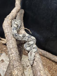 Boa Constrictor Imperator