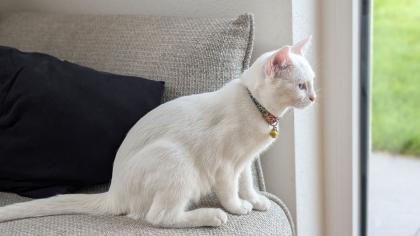 2 Türkische Angora Katzen elek. Katzenklo Kratzbaum