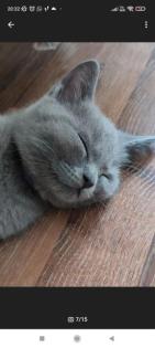 Wunderschöne Bkh kitten suchen neue Dosenöffner