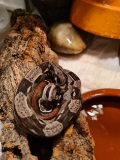 Boa constrictor imperator