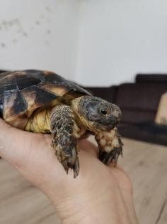 Breitranschildkröte