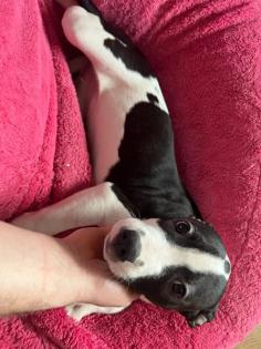 American Stafford x American Bulldog