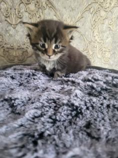 Reinrassiege Maincoon Kätzchen silver-white-Tabby/silver-black-red -Tabby