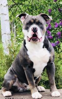 Old english Bulldog Deckrüde Oeb