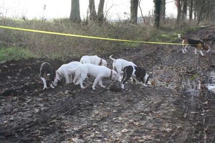 American Bulldog Welpen suchen Traumschloss