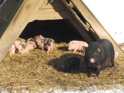 Verschiedenfarbige Minischwein abzugeben