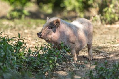 Verschiedenfarbige Minischwein abzugeben
