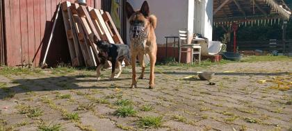 Malinois Mix Rüde sucht Nadel im Heuhaufen