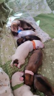 Jack Russel Terrier Welpen
