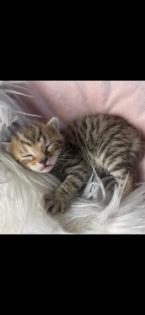 Bengal Bkh Kitten