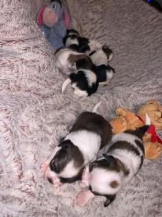 Chihuahua Shih Tzu Welpen