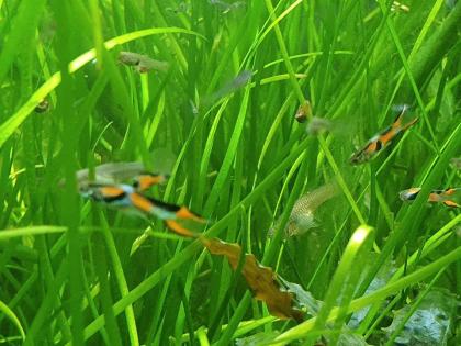 Verkaufe Aquarium Fische je- 50ct Zierfische Endler Guppy/-s