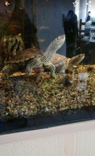 2 Wasserschildkröten in gute Hände abzugeben