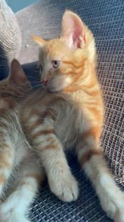 Katzenbabys Kitten 12 Wochen alt