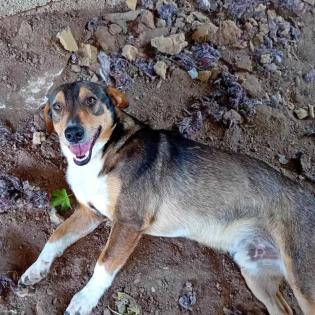 Alfred / Status sucht ein Zuhause