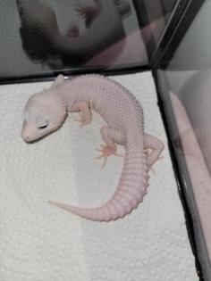 Leopardgecko 0. 1 white and Yellow Extreme Emerine, 0. 1 Universe Leopardgecko