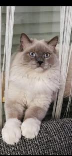 Reinrassiger Ragdoll Deckkater in blue mitted mit Deckerfahrung