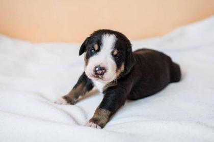 Großen Schweizer Sennenhund Welpen mit Ahnentafel FCI