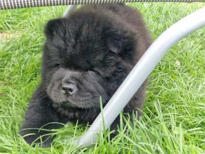 Schwarze Chow Chow Welpen