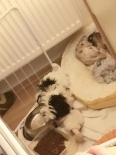 Hunde suchen dringend ein neues Zuhause