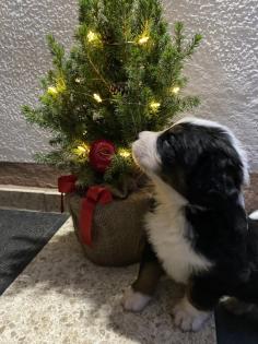 Berner Sennenhund Welpen